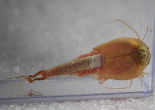 Albino ''red'' Triops With Bonus Tank